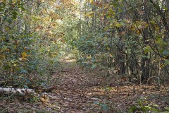 bomen#(20191023)a bomen