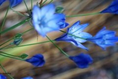 campanula#(20170611) campanula