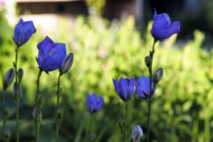 campanula#(20170526) campanula