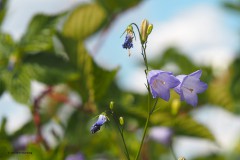 campanula#(20180716) campanula