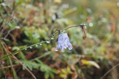 campanula#(20260831) campanula