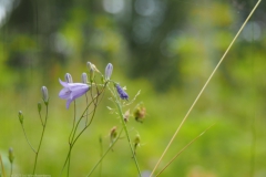 campanula#(20230719)campanula