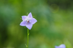 campanula#(20240520) campanula