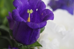 mariëtteklokje#(20240526) campanula