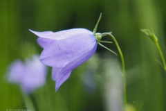 campanula#(20230524)a campanula