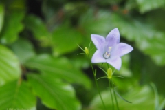 campanula#(20230524)b campanula