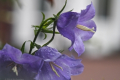 prachtklokje#(20240526)a campanula