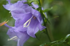prachtklokje#(20240526)b campanula