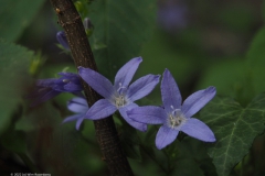 campanula#(20220607) campanula