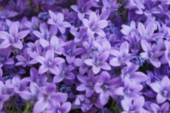 campanula#(20210610) campanula