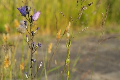 campanula#(20220617) campanula