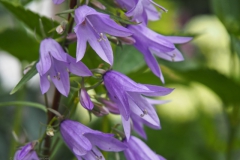 campanula#(20240620) campanula
