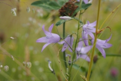 campanula#(20210623) campanula