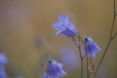 campanula#(20210803)c campanula