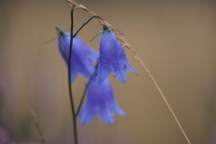 campanula#(20210803)re campanula