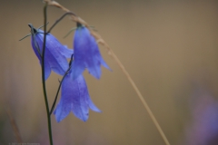 campanula#(20210803)li campanula