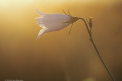 campanula#(20230815)a campanula