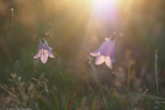 campanula#(20230815)e campanula