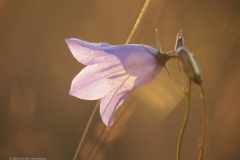 campanula#(20230815)b campanula