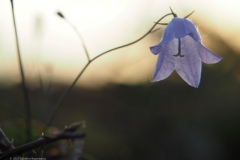 campanula#(20230815)c campanula