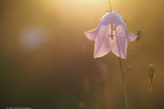 campanula#(20230815)d campanula