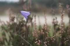 campanula#(20231009) campanula