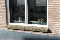 elburg#(20251104)b deuren