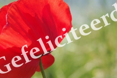 verjaardagskaart#(20210606) diversen