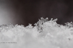 sneeuw#(20240116)aa diversen