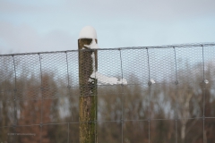 paal#(20210210)a diversen