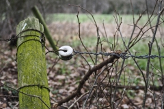 paal#(20240212) diversen