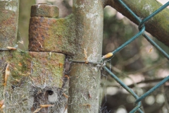 scharnier#(20200503) diversen