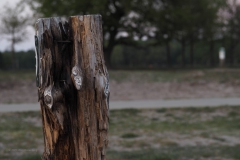 paal#(20200507)a diversen