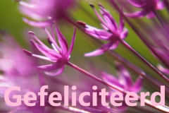 verjaardagskaart#(20230606) diversen