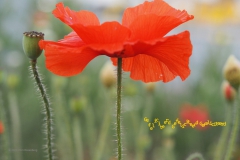 verjaardagskaart#(20200606) diversen