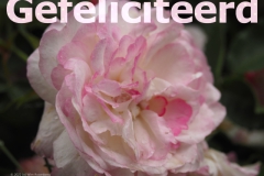 verjaardagskaart#(20220606)a diversen