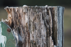 paal#(20200810) diversen