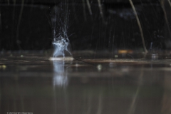 regendruppels#(20230812) diversen