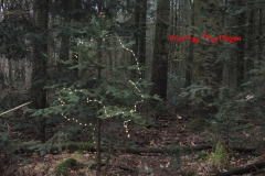 kerstboom 2020