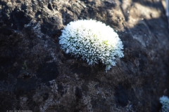 rijp#(20211221)b diversen