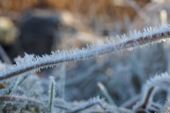 rijp#(20211221)a diversen