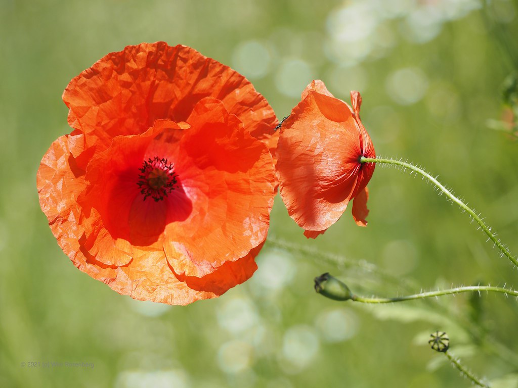 21_grote-klaproos-papaver-rhoeas_51254795631_l