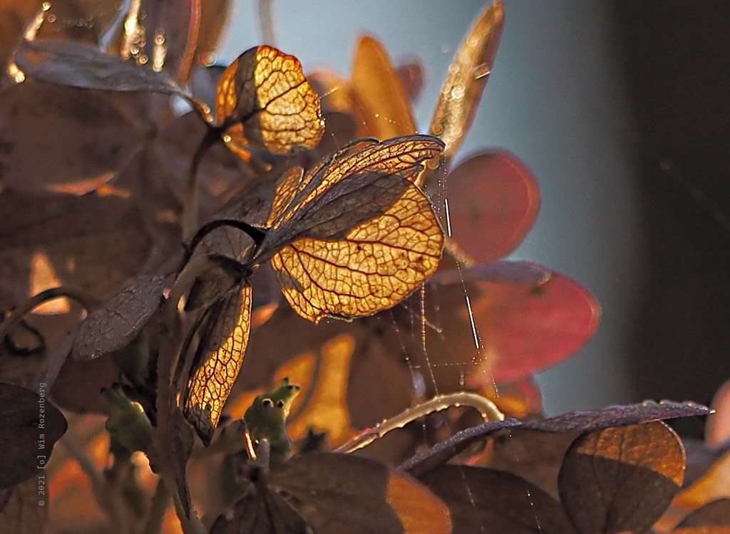 28_hortensia-uitgebloeid_51696605492_l