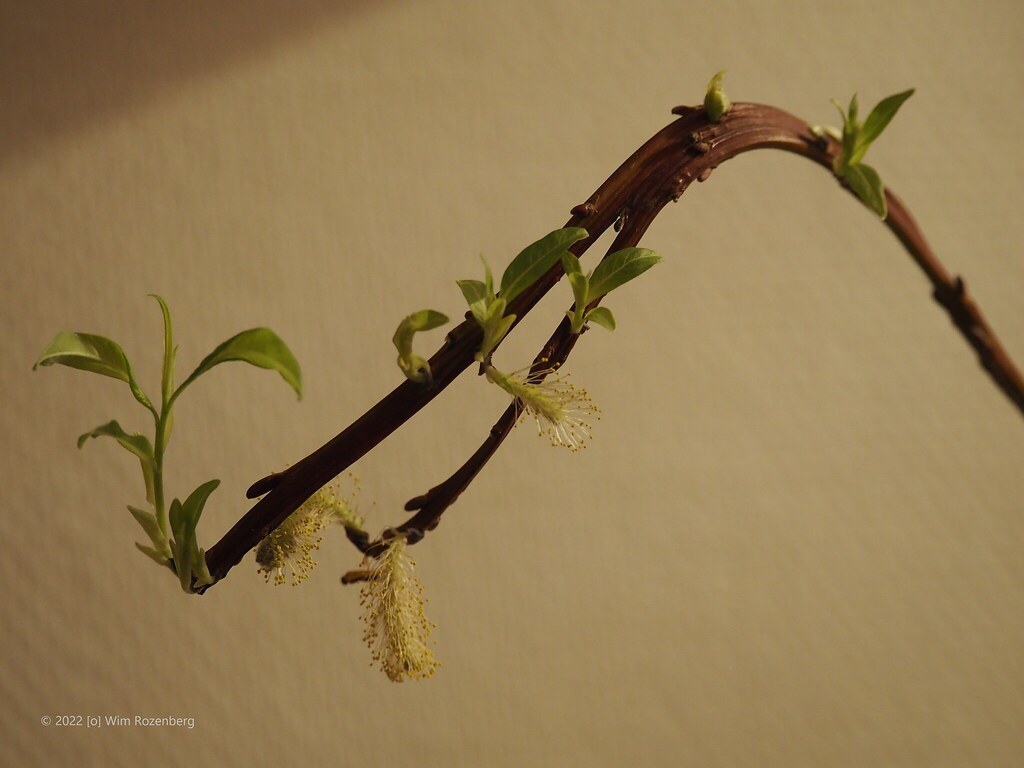 30_bandwilg_51806400175_l