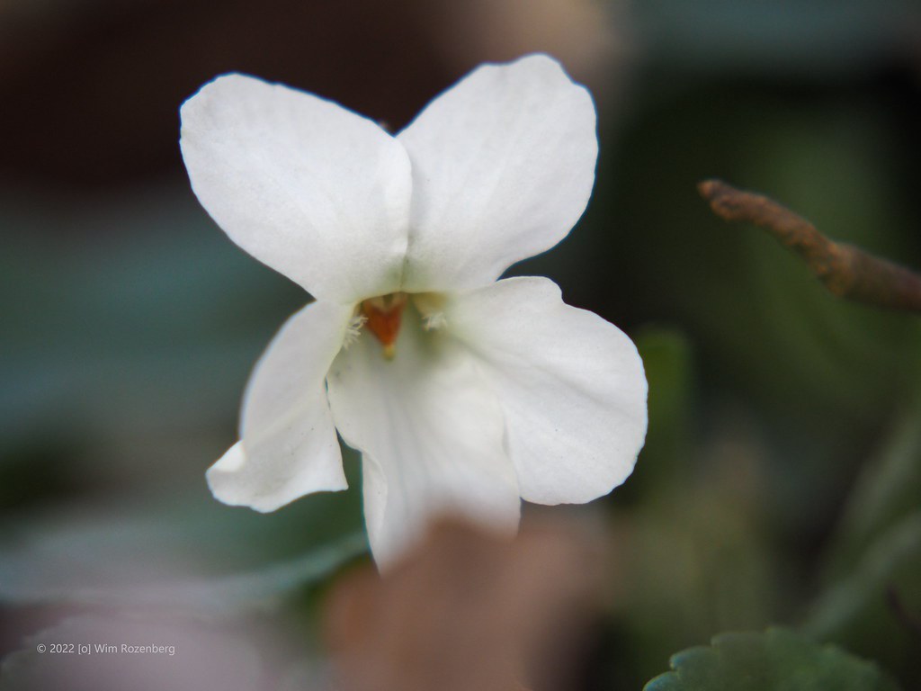 33_maarts-viooltje_51940605685_l