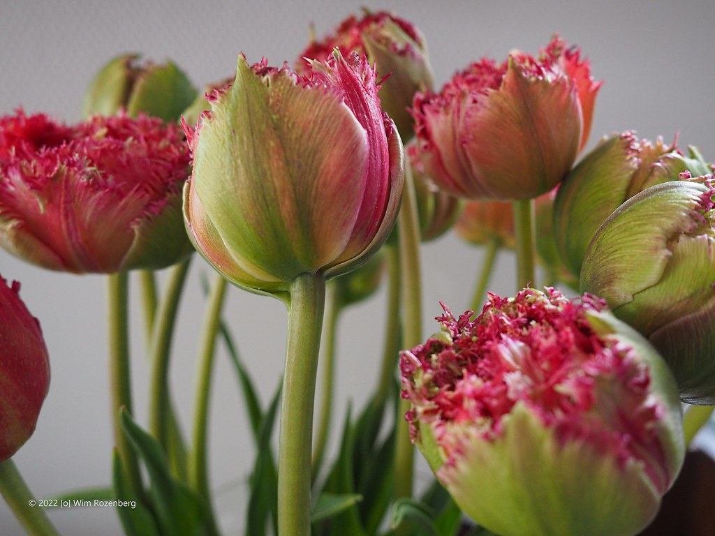 34_tulpen-op-vaas_52002415846_l