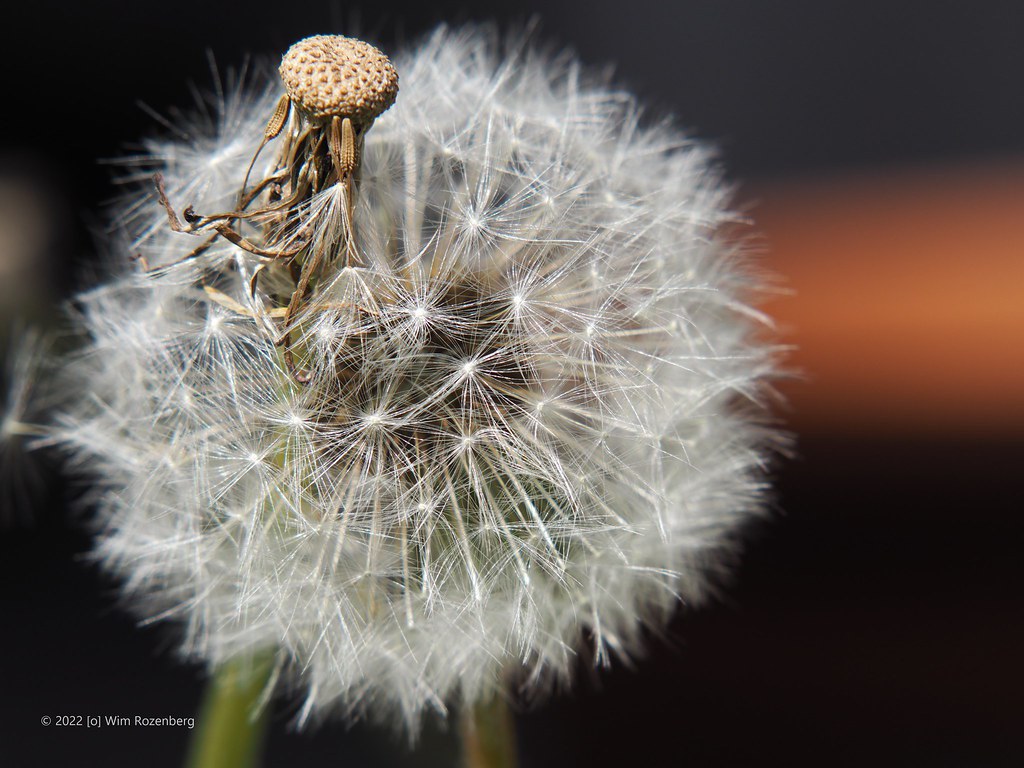 35_paardenbloem_52050877205_l