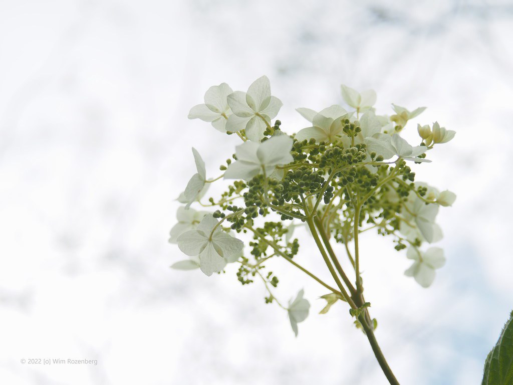 36_gewone-vlier_52110852889_l