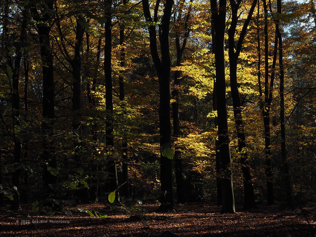 39_beukenbomen_52500357120_l
