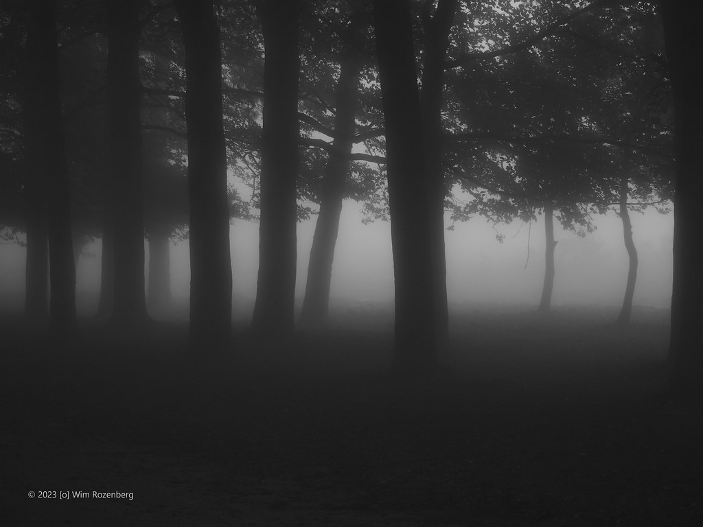 46_bomen-en-mist_53175249893_l